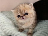 2 chatons femelles Exotic Shorthairs LOOF &agrave; r&eacute;server