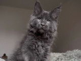 1 chaton m&acirc;le Maine Coon LOOF &agrave; vendre