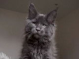 1 chaton m&acirc;le Maine Coon LOOF &agrave; vendre