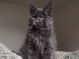 1 chaton m&acirc;le Maine Coon LOOF &agrave; vendre