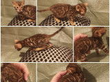 2 chatons Bengals &agrave; vendre, m&acirc;les LOOF n&eacute;s en d&eacute;cembre 2025