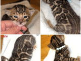 2 chatons Bengals &agrave; vendre, m&acirc;les LOOF n&eacute;s en d&eacute;cembre 2025