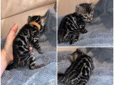 2 chatons Bengals &agrave; vendre, m&acirc;les LOOF n&eacute;s en d&eacute;cembre 2025