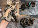 2 chatons Bengals &agrave; vendre, m&acirc;les LOOF n&eacute;s en d&eacute;cembre 2025