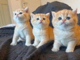R&eacute;servation ouverte pour 3 chatons British Shorthairs LOOF de d&eacute;cembre 2025
