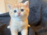 R&eacute;servation ouverte pour 3 chatons British Shorthairs LOOF de d&eacute;cembre 2025