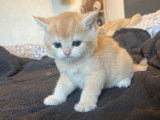 R&eacute;servation ouverte pour 3 chatons British Shorthairs LOOF de d&eacute;cembre 2025