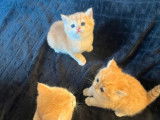 R&eacute;servation ouverte pour 3 chatons British Shorthairs LOOF de d&eacute;cembre 2025