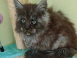 6 chatons Maine Coons LOOF &agrave; vendre