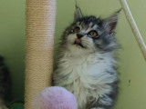 6 chatons Maine Coons LOOF &agrave; vendre