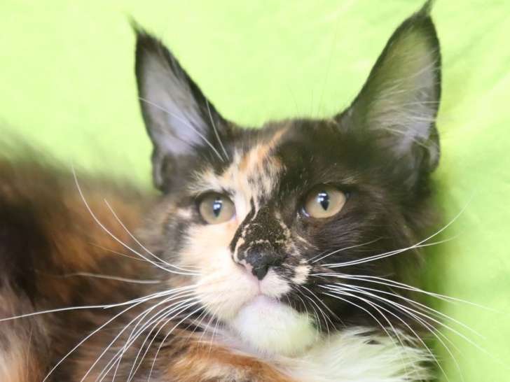 4 chatons femelles Maine Coon LOOF à vendre