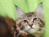 4 chatons femelles Maine Coon LOOF à vendre