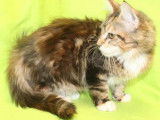 4 chatons femelles Maine Coon LOOF à vendre
