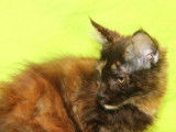 4 chatons femelles Maine Coon LOOF à vendre