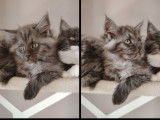 4 chatons femelles Maine Coons LOOF &agrave; r&eacute;server