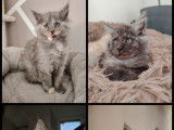 4 chatons femelles Maine Coons LOOF &agrave; r&eacute;server