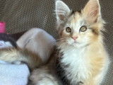 R&eacute;servation ouverte pour 1 chaton femelle Maine Coon LOOF