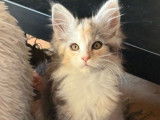 R&eacute;servation ouverte pour 1 chaton femelle Maine Coon LOOF