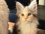 R&eacute;servation ouverte pour 1 chaton femelle Maine Coon LOOF