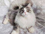1 chaton m&acirc;le Maine Coon LOOF &agrave; vendre