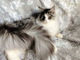 1 chaton m&acirc;le Maine Coon LOOF &agrave; vendre