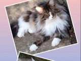 1 chaton m&acirc;le Maine Coon LOOF &agrave; vendre