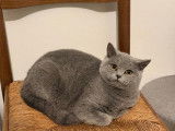 Chaton British Shorthair a vendre