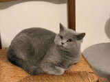Chaton British Shorthair a vendre