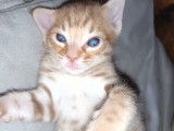 Chatons Savannah F7 &agrave; vendre