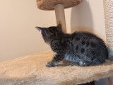 Chatons Savannah F7 à vendre