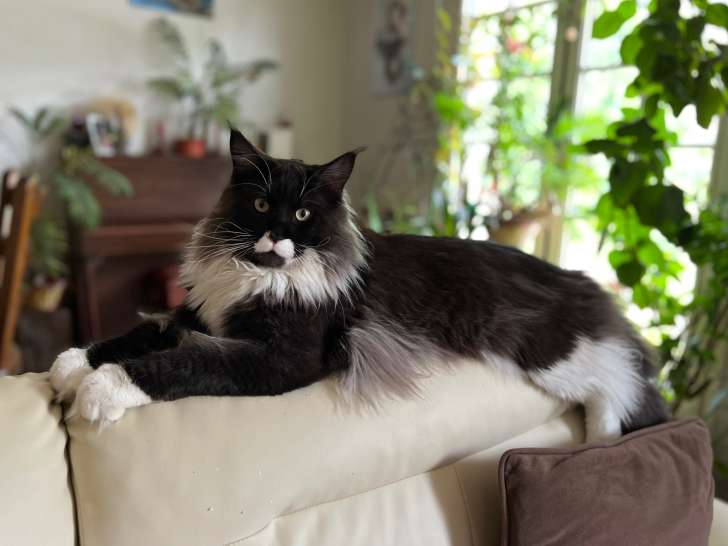 Mâle Maine Coon LOOF disponible pour saillie