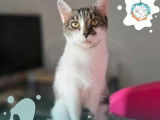 Chatte de 2 ans &agrave; accueillir