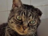 Chat tigr&eacute; gris &agrave; la recherche d&rsquo;une famille