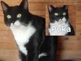 Puka, adorable chatte noir et blanc &agrave; adopter en association