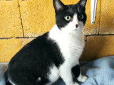 Mami, chatte noir et blanc à adopter en association