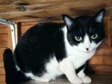 Mami, chatte noir et blanc à adopter en association