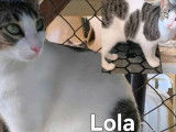 Lola, jeune chatte &agrave; adopter en association