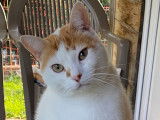 Charly, beau chat blanc et roux &agrave; adopter en association