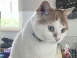 Charly, beau chat blanc et roux &agrave; adopter en association