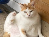 Charly, beau chat blanc et roux &agrave; adopter en association