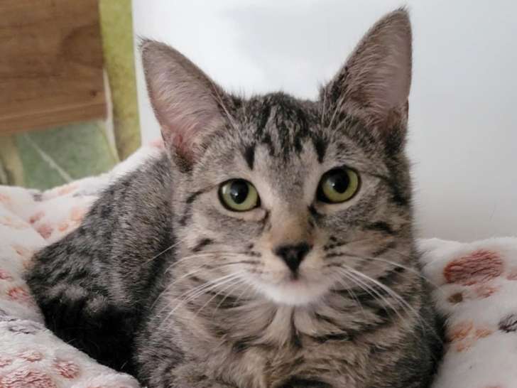 Abby, chatonne à adopter en association