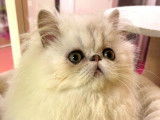 &Agrave; vendre, 1 chaton Persan Chinchilla LOOF, n&eacute; en juin 2025