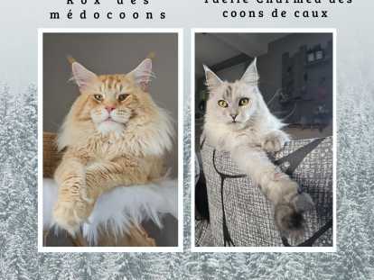 Chaton de race Maine Coon &agrave; na&icirc;tre