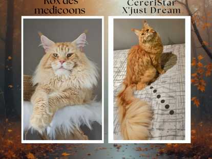 Chaton de race Maine Coon à naître