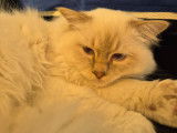 Chaton de race Sacré de Birmanie à vendre