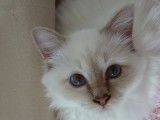 Chaton de race Sacré de Birmanie à vendre