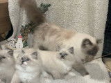 1 chaton femelle Ragdoll LOOF &agrave; r&eacute;server