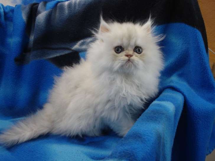 2 chatons femelles Persans LOOF à vendre