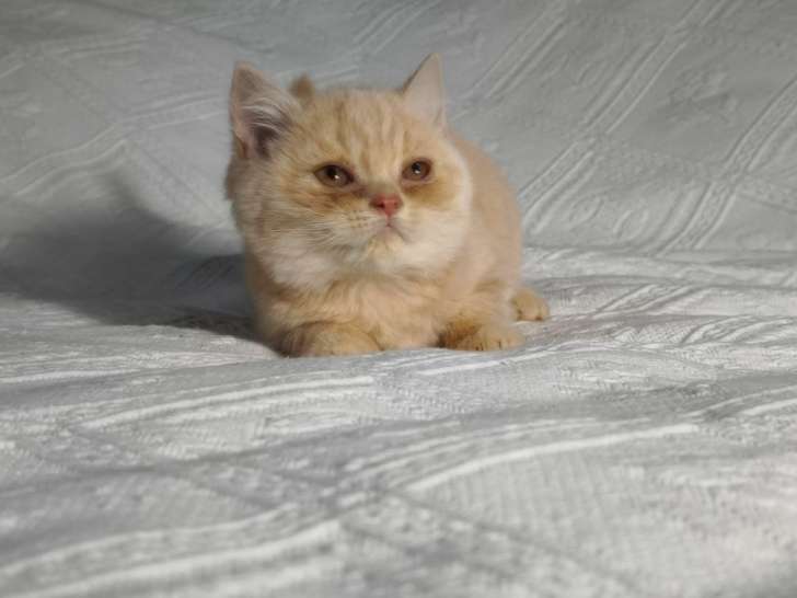 Vente d’un chaton British Shorthair LOOF d’août 2025, couleur crème
