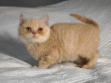 Vente d’un chaton British Shorthair LOOF d’août 2025, couleur crème